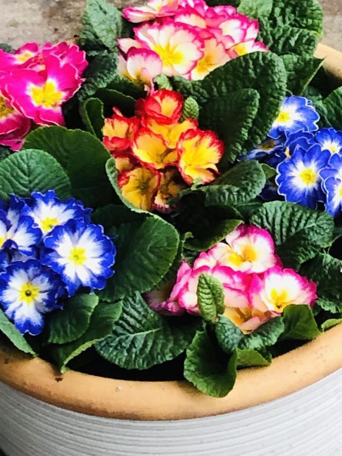 Bed and Breakfast B &B Yuupke Maasbree Noord-Limburg Venlo Roermond Zewnętrze zdjęcie